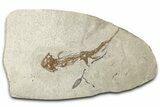 Fossil Salamander (Chelotriton) - Gračanica, Bosnia #350878-1